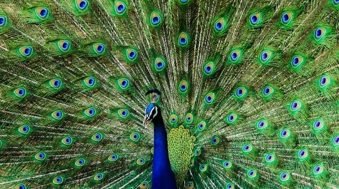 Menschy the Peacock #9