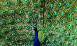 Menschy the Peacock #9